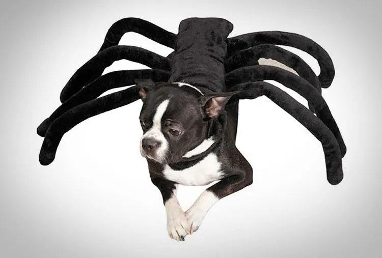 16902 funny tarantula dog costume