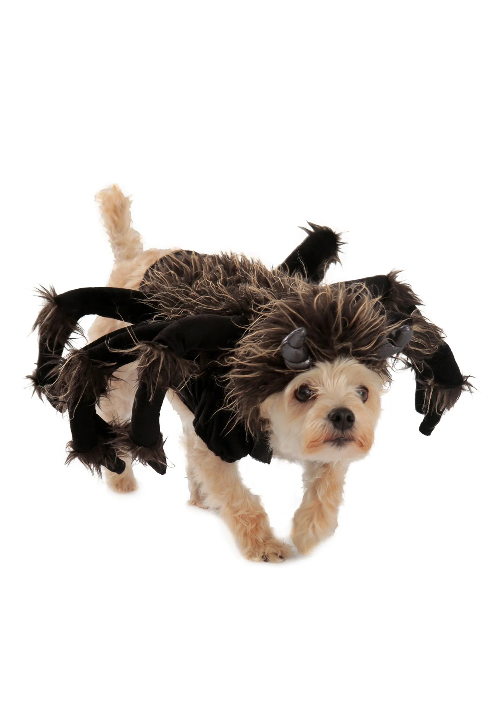 16902 tarantula dog breed compatibility
