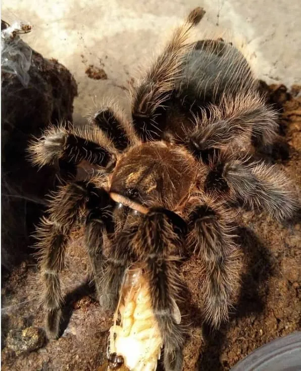 16906 curly hair tarantula dehydration
