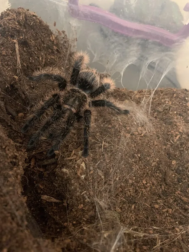 16906 curly hair tarantula feeding