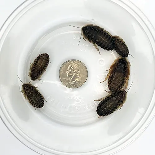 16906 curly hair tarantula handling
