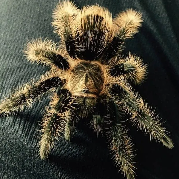 /img/16906-curly-hair-tarantula-vet.webp