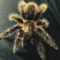 /img/16906-curly-hair-tarantula-vet.webp