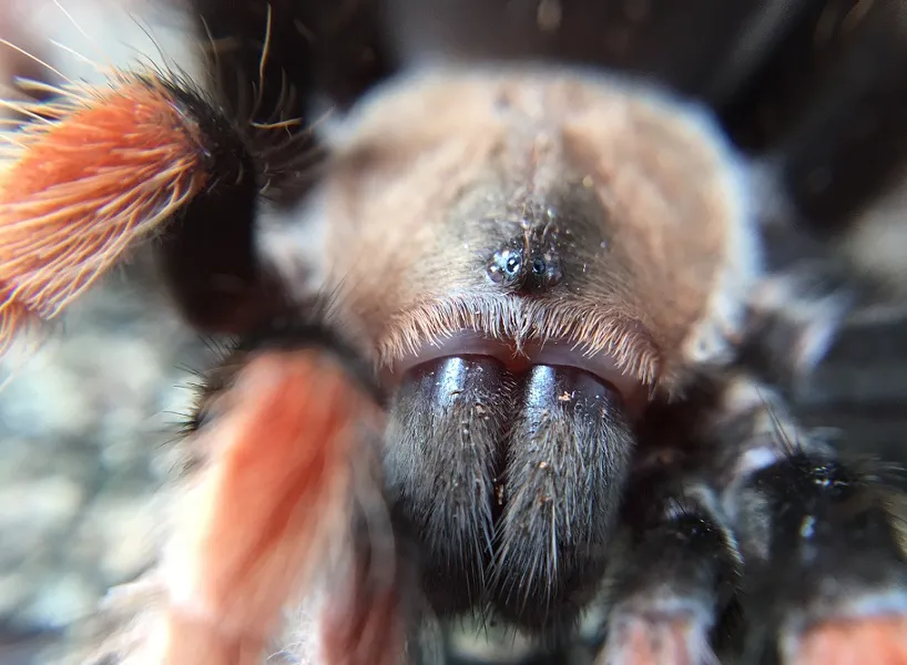 16907 tarantula bite treatment