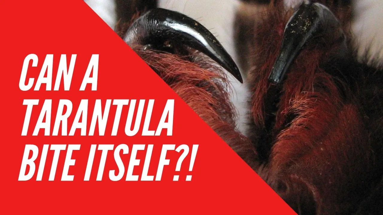 16907 tarantula handling