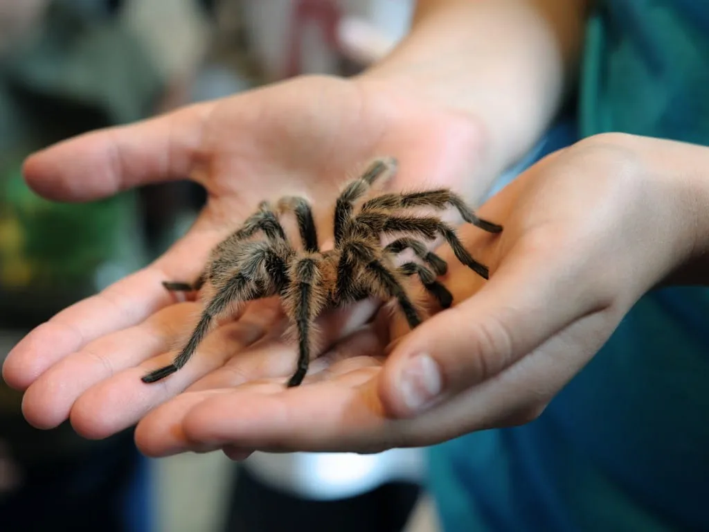 /img/16907-tarantula-temperament.webp
