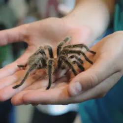 /img/16907-tarantula-temperament.webp