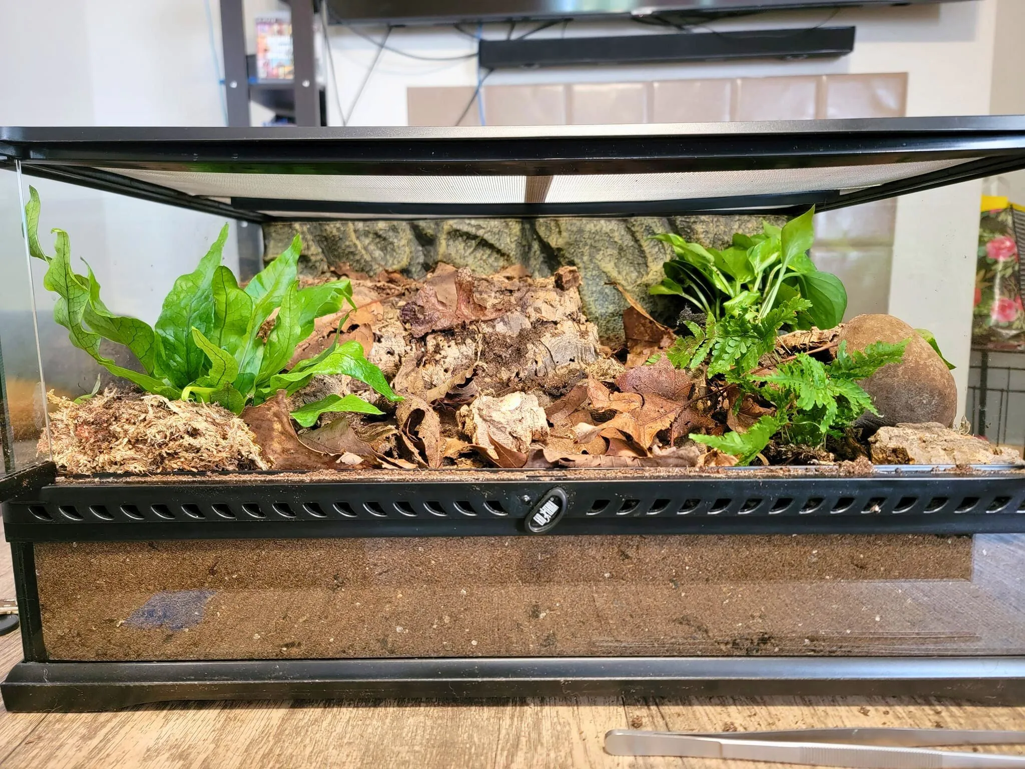 16911 tarantula enclosure ventilation 5