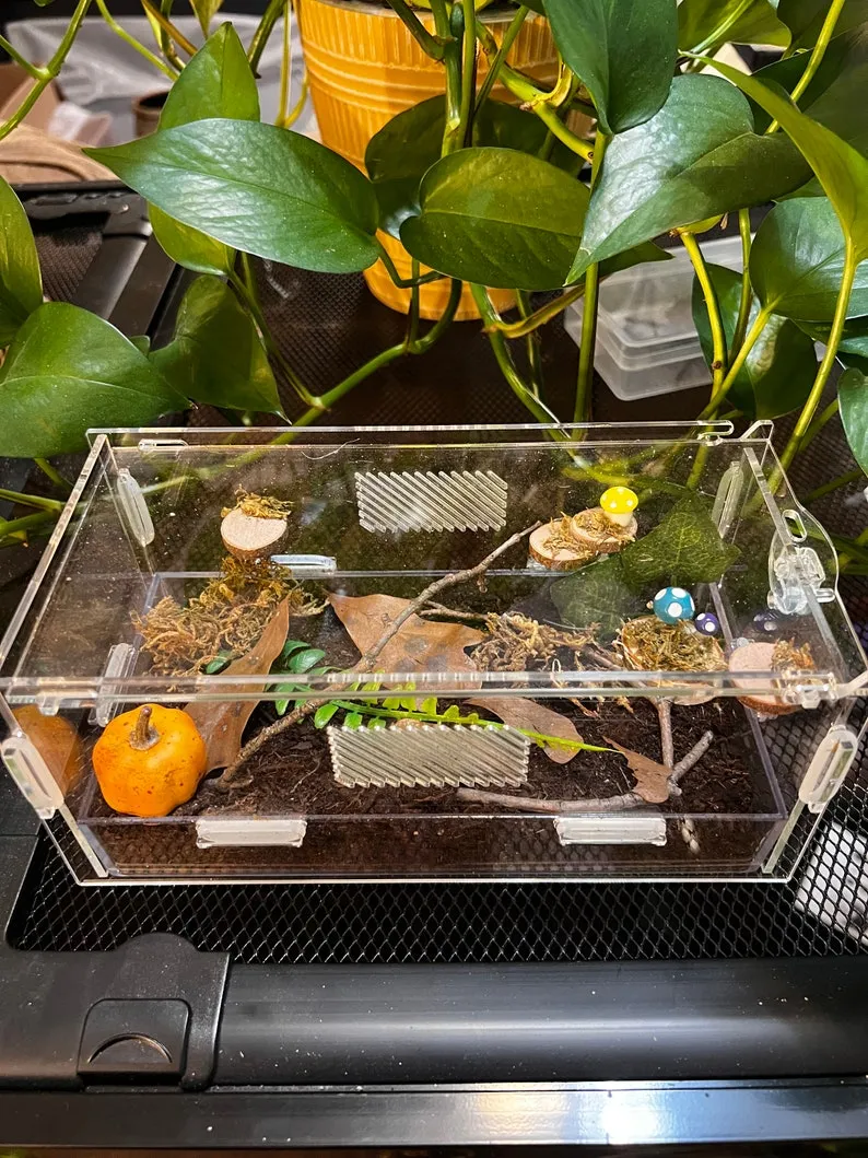 /img/16911-tarantula-enclosure-ventilation-8.webp
